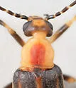 Pseudozonitis longicornis - photo 4