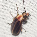 Pseudozonitis longicornis - photo 5