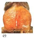 Pseudozonitis martini