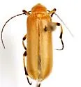Pseudozonitis pallida