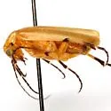 Pseudozonitis pallida - photo 2