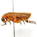 Pseudozonitis pallida - photo 3
