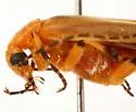 Pseudozonitis pallida - photo 4