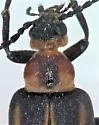 Pseudozonitis schaefferi - photo 2