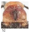 Pseudozonitis schaefferi - photo 3