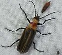 Pseudozonitis schaefferi - photo 4
