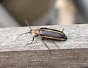 Pseudozonitis schaefferi - photo 5
