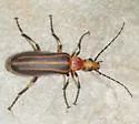 Pseudozonitis vaurieae - photo 4