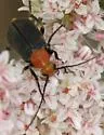 Pseudozonitis vigilans
