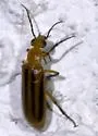 Pseudozonitis vittipennis
