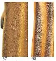 Pseudozonitis vittipennis - photo 3