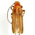 Pseudozonitis vittipennis - photo 4