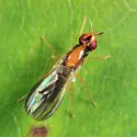 Psila bivittata