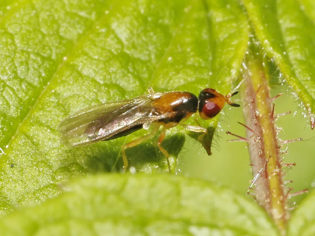 Psila collaris - photo 2