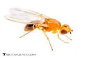 Psila dimidiata