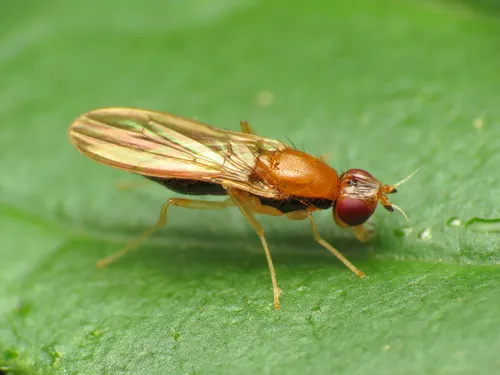 Psila lateralis