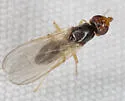 Psila levis