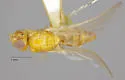 Psila microcera - photo 2