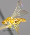 Psila microcera - photo 3