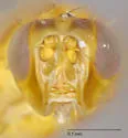 Psila microcera - photo 4