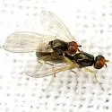 Carrot Rust Fly - Psila rosae
