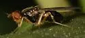 Carrot Rust Fly - photo 2