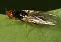 Carrot Rust Fly - photo 3