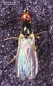 Carrot Rust Fly - photo 4