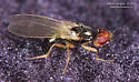 Carrot Rust Fly - photo 5
