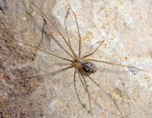 Psilochorus hesperus
