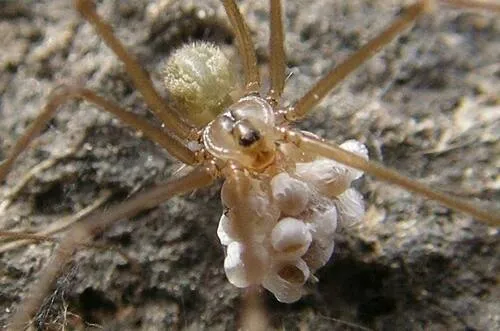 Northwestern Cellar Spider - photo 2