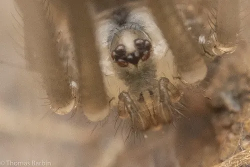 Northwestern Cellar Spider - photo 3
