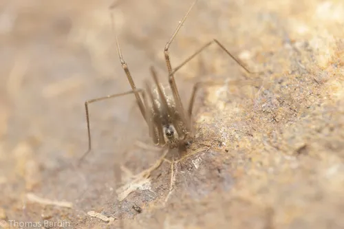 Northwestern Cellar Spider - photo 4