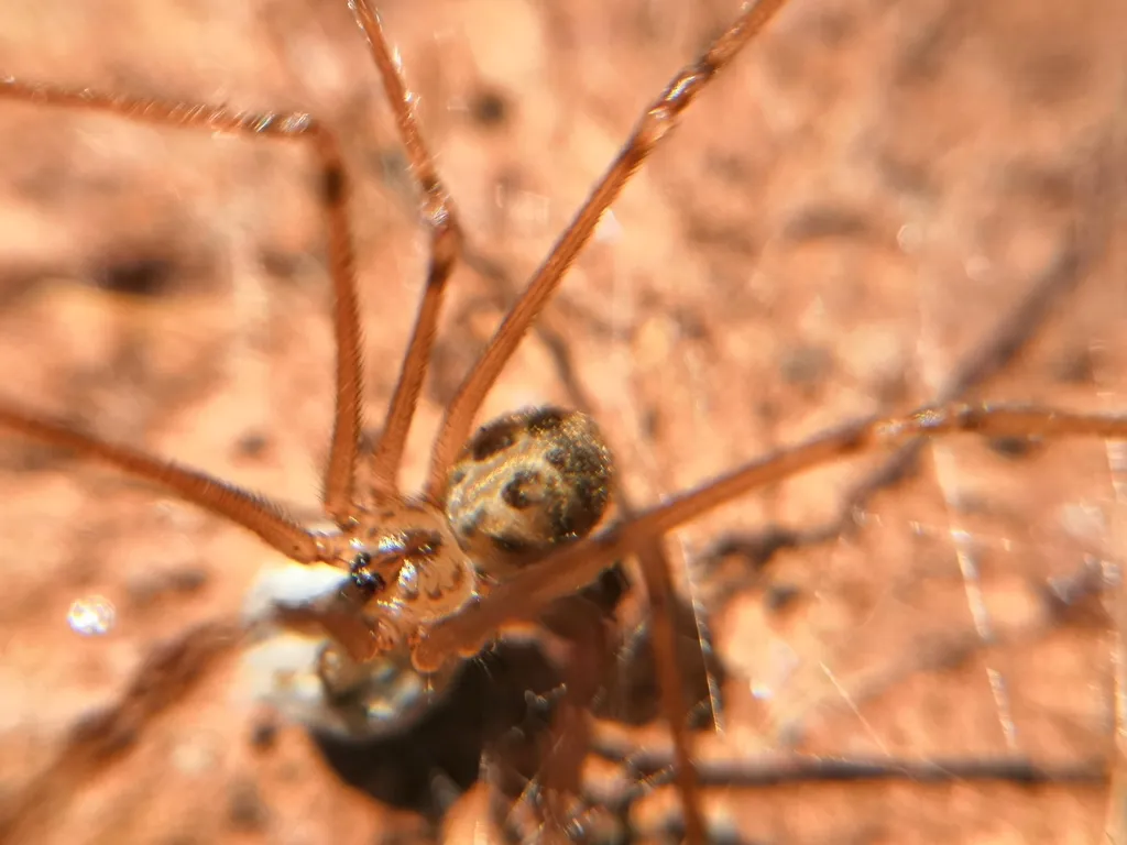 Psilochorus papago
