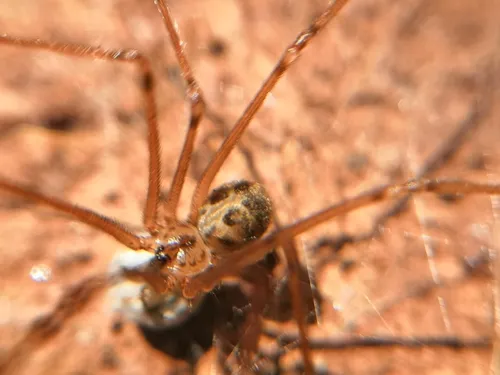 Psilochorus papago - photo 2