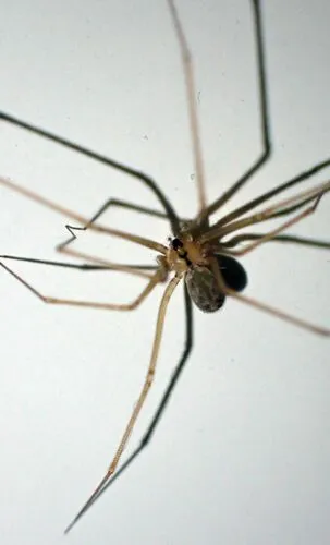 Psilochorus utahensis - photo 4