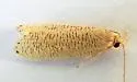 Psilocorsis cirrhoptera - Hodges#0960