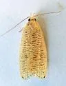 Psilocorsis cirrhoptera - Hodges#0960 - photo 2