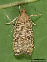 Psilocorsis cirrhoptera - Hodges#0960 - photo 3