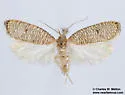 Psilocorsis cirrhoptera - Hodges#0960 - photo 4