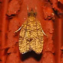 Black-fringed Psilocorsis - Hodges#0956