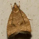 Black-fringed Psilocorsis - Hodges#0956 - photo 2