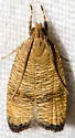Black-fringed Psilocorsis - Hodges#0956 - photo 3
