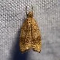 Black-fringed Psilocorsis - Hodges#0956 - photo 4