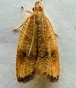 Black-fringed Psilocorsis - Hodges#0956 - photo 5