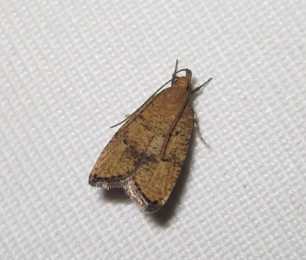Oak Leaftier Moth - photo 3