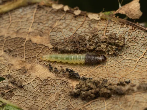 Oak Leaftier Moth - photo 5