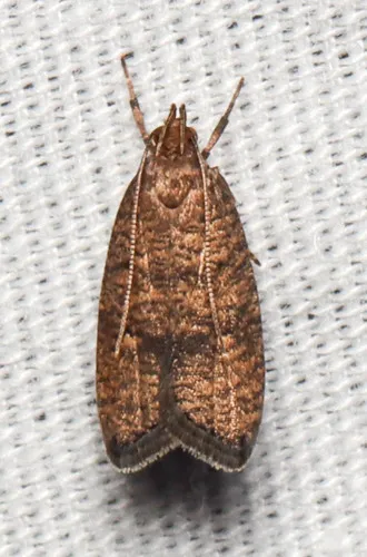 Oak Leaftier Moth - photo 6