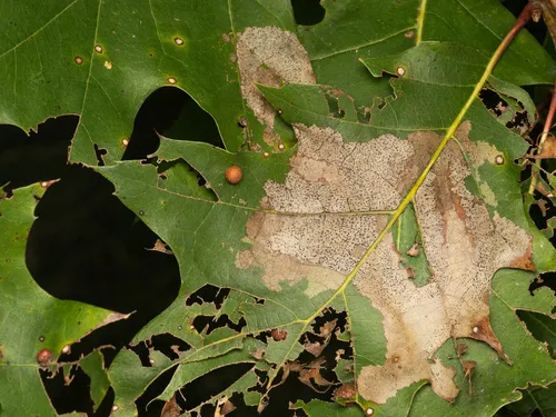 Oak Leaftier Moth - photo 7