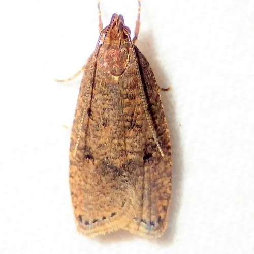 Oak Leaftier Moth - photo 8